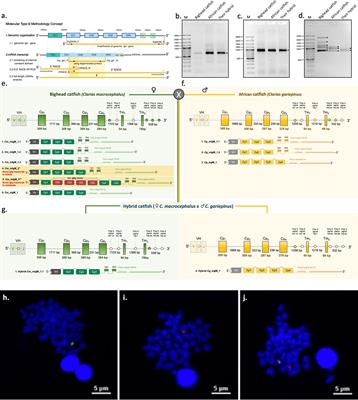 Mystifying Molecular Structure, Expression and Repertoire Diversity of IgM Heavy Chain Genes (Ighμ) in Clarias Catfish and Hybrids: Two Novel Transcripts in Vertebrates